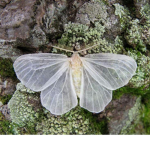 nyx’s moths