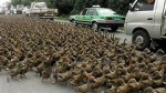 The Jacked Birds