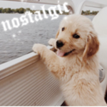 N Ø S T A L G I C