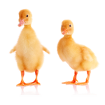 #DUCKEY