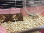 Ham Hamster love