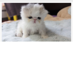 Baby cat Crew