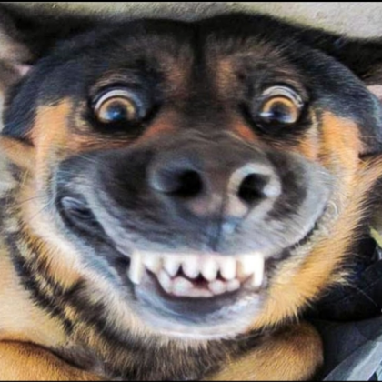 Funny dog Roblox decal