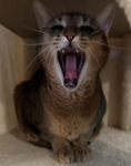 Cats of Termination