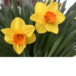 Flower fan group hangout