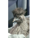 #CHICKEN SQUAD RBX
