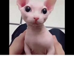 bingus is poggers
