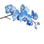 Blue Orchid Group