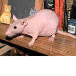 Vandyy