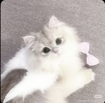 rwila