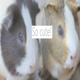 Guinea pig group GAME!