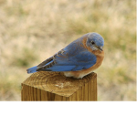 The blue bird club