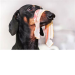 Bacon dog Gang