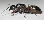 Carpenter ants united! AKA Maple Wood Sawdust!