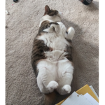 Jynx The cat