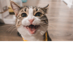 The cats