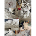Kitty cat baddies