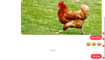 Chickens r really really cool
