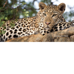 Leopardy Group