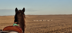 - Western Mustangs -