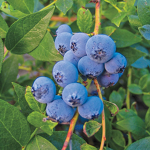 blueberry10