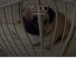 Pug wars