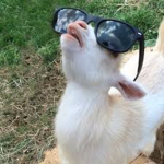 Goat_Farm