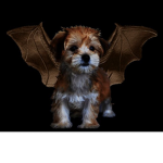 puppies and dog's group!