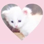 Cuddly Kittens!!!