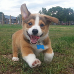 Puppy/Dog luver group