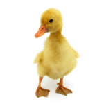 Ducky fan club!!!