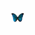 #Butterflyss