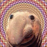 ELAPHANT SEAL CLAN