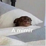 pana miguel 2.0