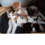 Kittens with the mittens