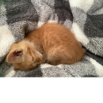 Pu-rrrrfect cats purrfect life