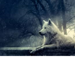 #WhiteWolfSquad
