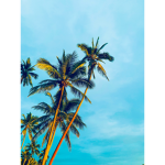 Île de La Réunion