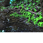 Selling rubux for frost dragon in adopt me