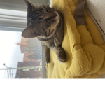 Army CATS UNITED