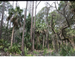 Forrest group