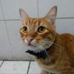 MauSaidYT