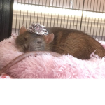 Rat’s clothing!!! <3