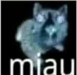 miau productions