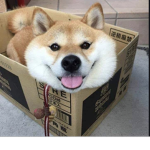 DOGE’S United Kingdom