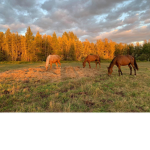 The honey and Merlin horse club
