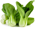Turtles are cute but bokchoys are cooler