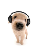 Pebbles dog puppy