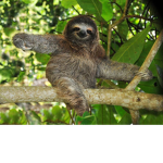 SLoThS r CoOl HeHe