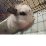 #Chubbys